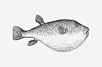 Blowfish collage element, black & | Free PSD Illustration - rawpixel