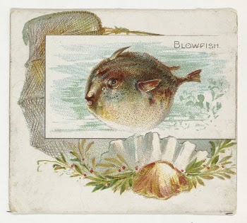 Blowfish, from Fish from American | Free Photo - rawpixel
