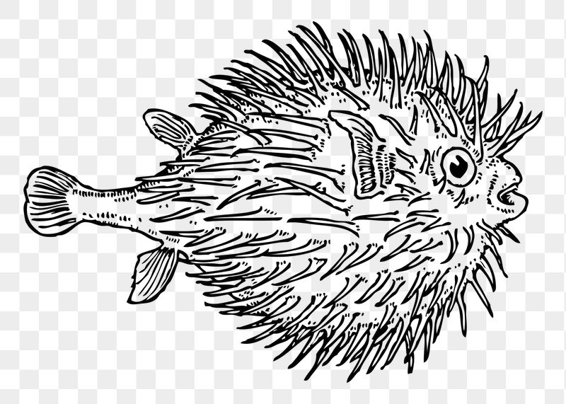 Blowfish png sticker illustration, transparent | Free PNG - rawpixel