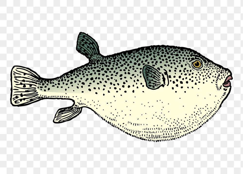 Blowfish png sticker, sea life | Free PNG - rawpixel