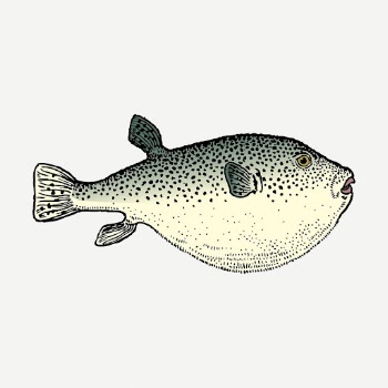 Blowfish sticker, sea life vintage | Free PSD - rawpixel