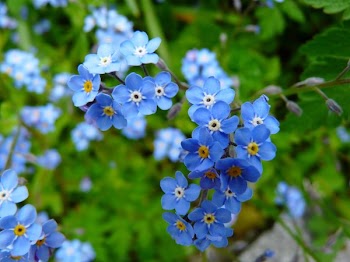 Blue 5 Petaled Flowers