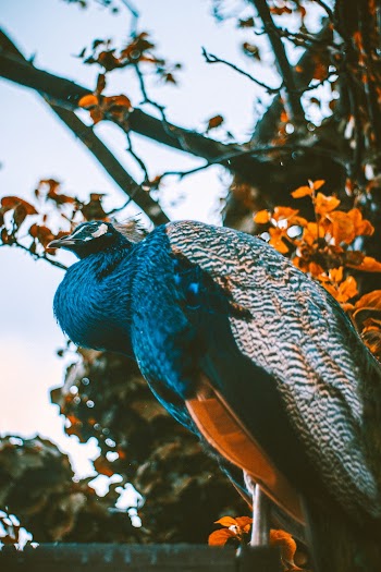 Blue aAnd Grey Peacock