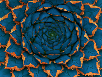 Blue Agave Succulent Overhead Macro