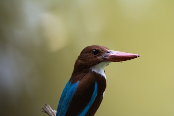 Blue and Black Bird on Branch at Daytime