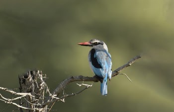 Blue and Black Bird on Tree Branch