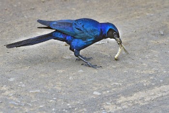 Blue and Black Bird Pecked Gold-colored Pendant
