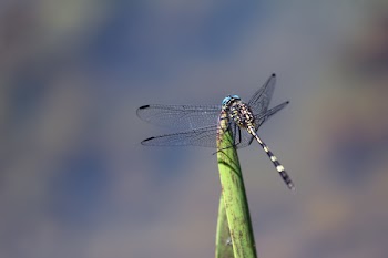 Blue and Black Damselfly on Green Leaf
