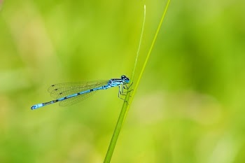 Blue and Black Dragonfly