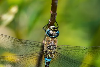 Blue And Black Dragonfly