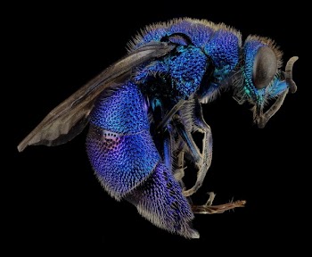 Blue and Black Flying Insects