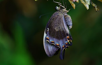 Blue and Black Swallowtail Butterfly Under Green Leaf