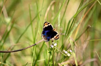 Blue and Brown Butterfly Perched on Grass