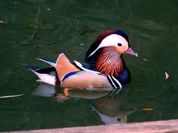 Blue and Brown Duck