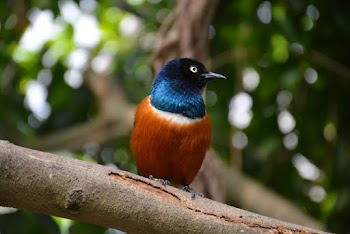Blue and Brown Starling Perched On A Tree Branch