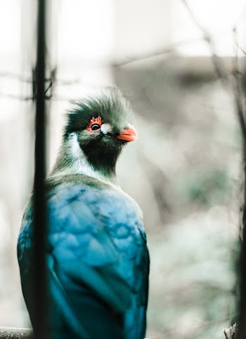 Blue and Gray Bird
