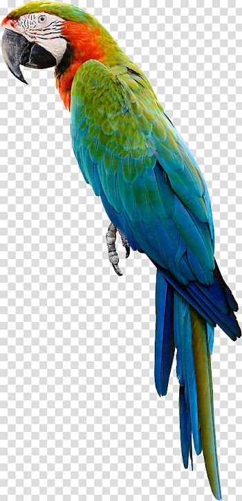 Blue and green bird, Amazon parrot Bird Cockatiel Budgerigar, parrot,Bako transparent background PNG clipart