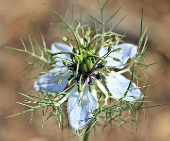 Blue and Green Flower Tilt Shift Lens