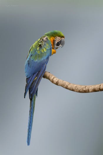 Blue and Green Macaw