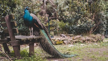 Blue and Green Peacock