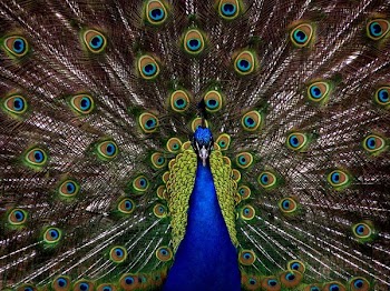 Blue and Green Peacock