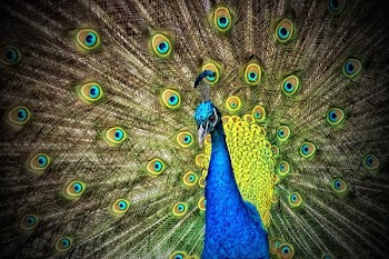 Blue and Green Peacock