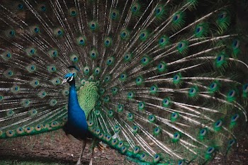 blue and green peacock