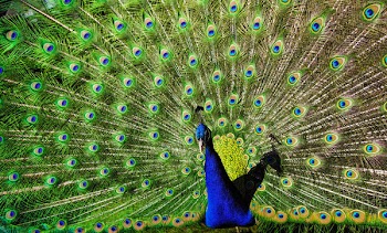 Blue and Green Peacock