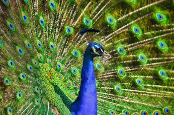 Blue And Green Peacock