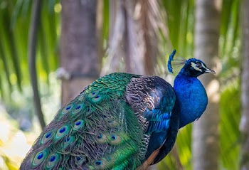 Blue And Green Peacock Macro Photography
