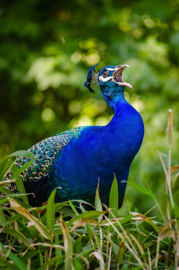 Blue and Green Peacock on Grass