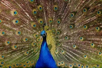 blue and green peacock wallpaper