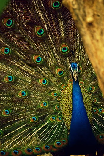 Blue and Green Peafowl