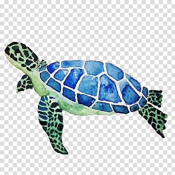 Blue and green turtle , Green sea turtle Color, Cute little turtle transparent background PNG clipart