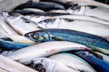Blue and Light Grey Long Fish