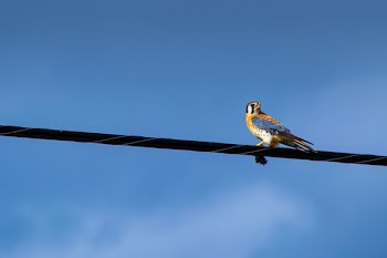 Blue and Orange Bird on Cord