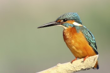 Blue and orange kingfisher. Original | Free Photo - rawpixel