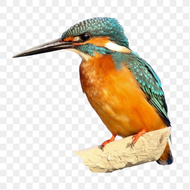 Blue and orange kingfisher png | Free PNG - rawpixel
