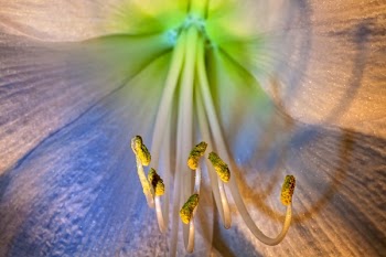 Blue and Pink Lily Macro Photography