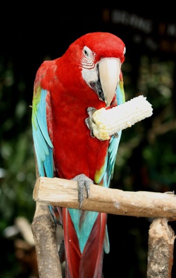 Blue-and-red Macaw Perching on Branch