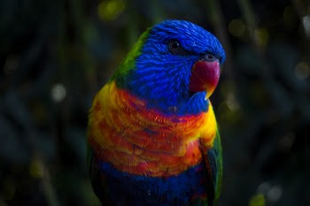 Blue and Red Parakeet