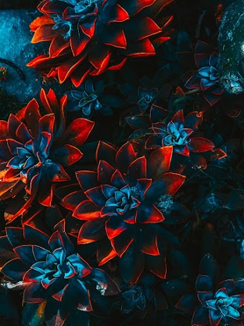 Blue-and-red Plants