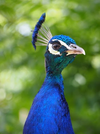 Blue and White Bird
