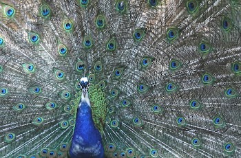 Blue and White Bird
