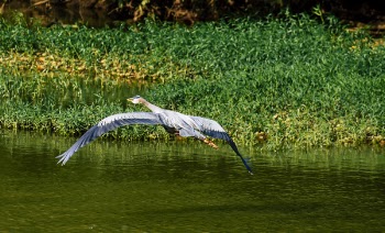 Blue and White Bird Flying Towards Green Leaf Plants