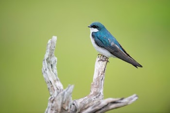 blue and white bird on tree branch