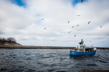 Blue and White Fishing Board Under Black Birds