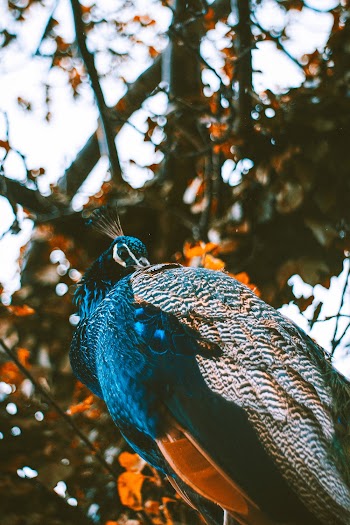 Blue and White Peacock