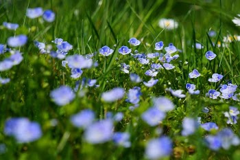 Blue and White Petaled Flowers Macro Photography during Daytime