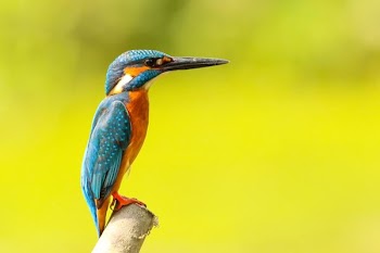 blue and yellow bird standing on brown trunk close up photography